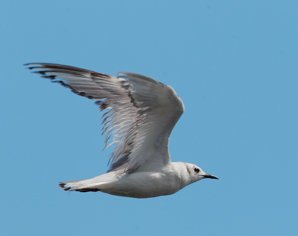 Bonapartes Gull, flying
