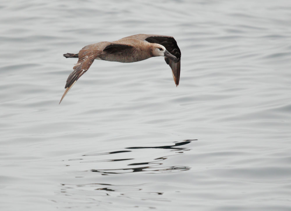 Black-footed Albatross