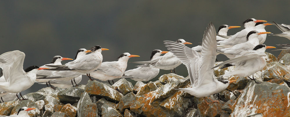 Elegant Terns