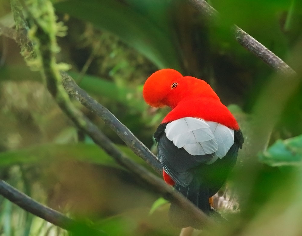 Andean Cock of the Rock, male