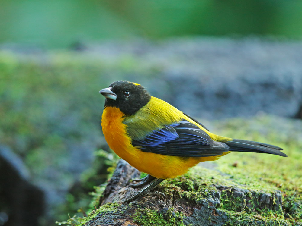 Black-chinned Mountain-Tanager