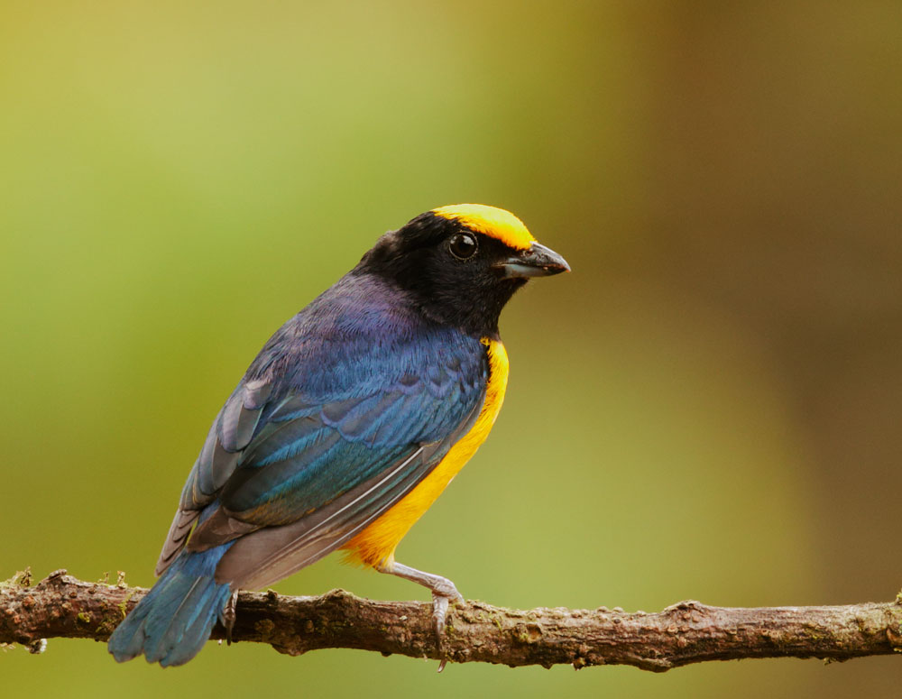 Orange-bellied Euphonia, male