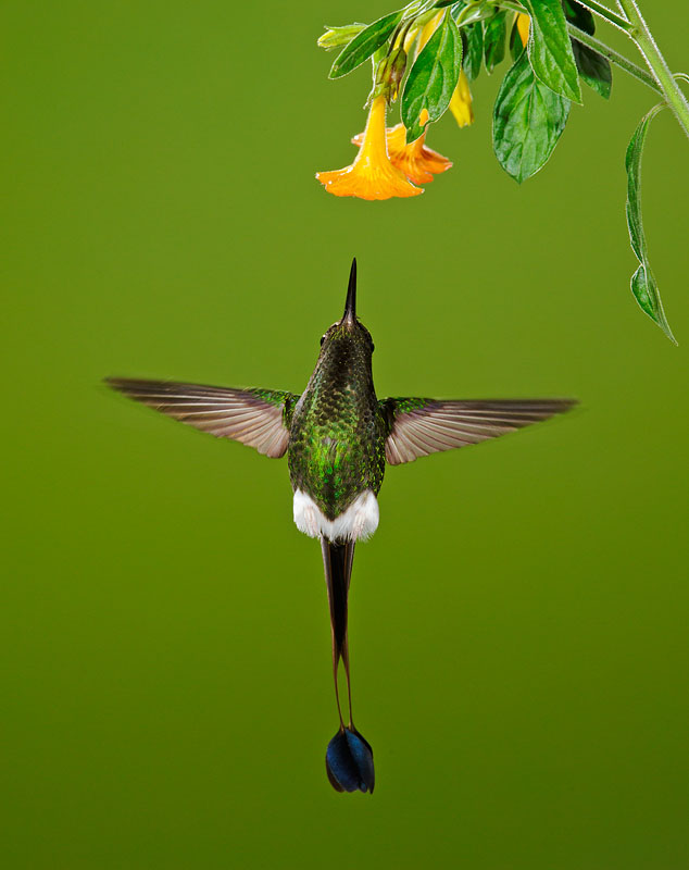 Booted Racket-tail, male