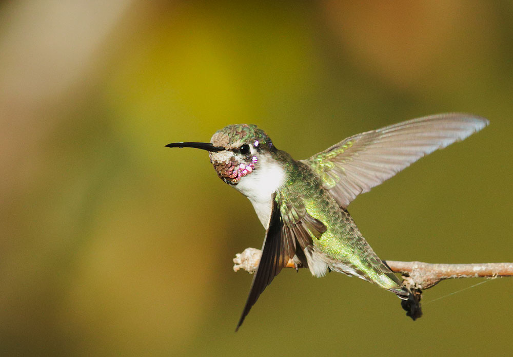 Costas Hummingbird, sub-adult male