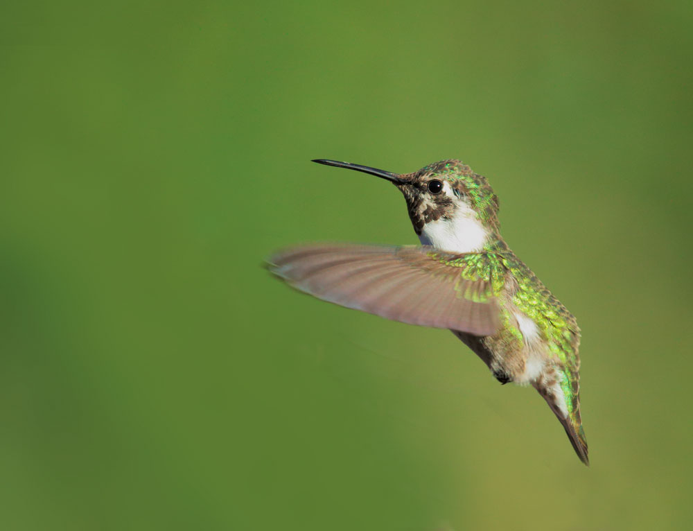 Costas Hummingbird, sub-adult male