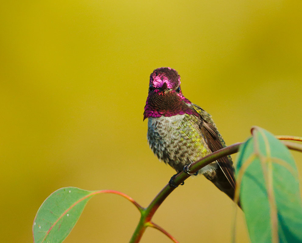 Annas Hummingbird, male