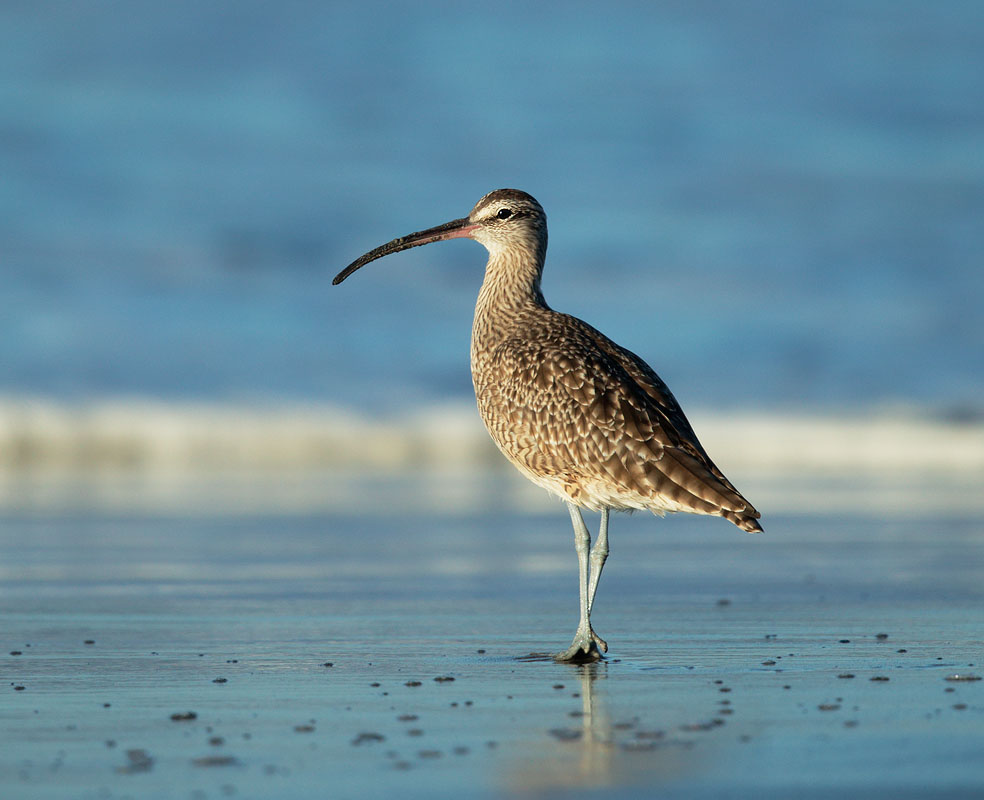 Whimbrel