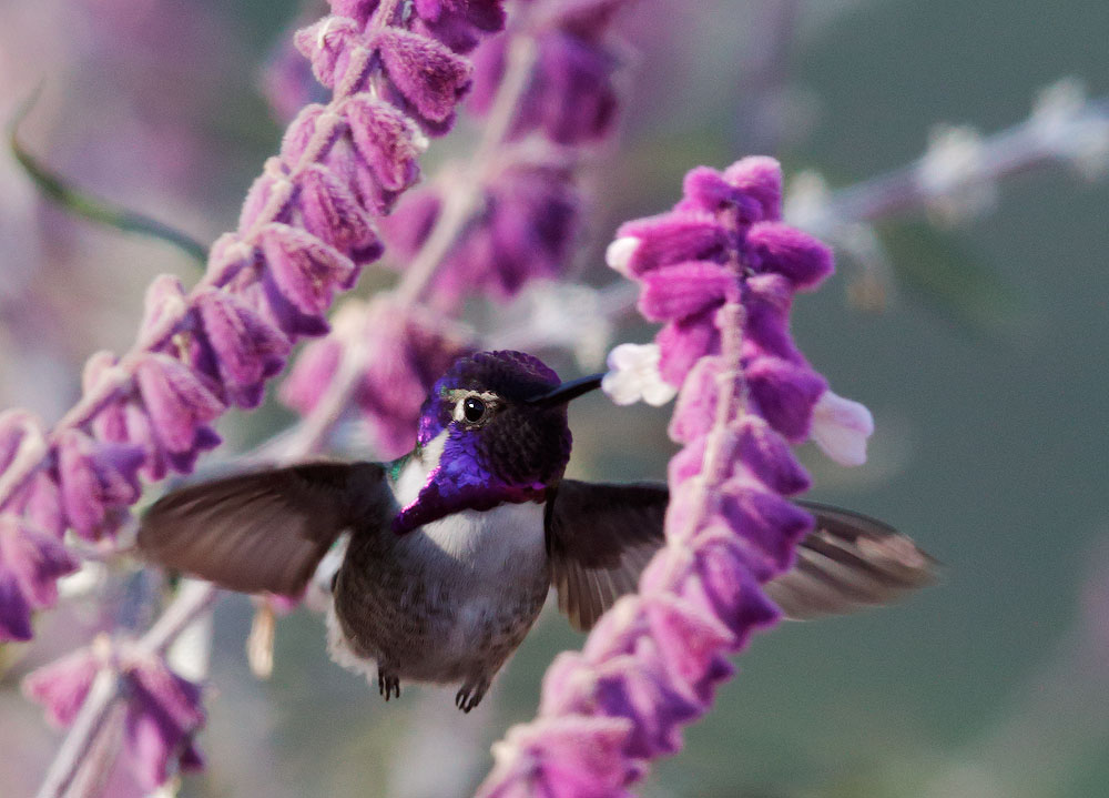 Costas Hummingbird, male