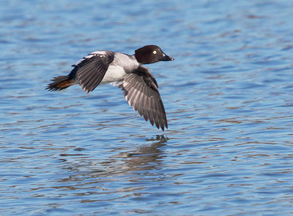 Common Goldeneye, female flying