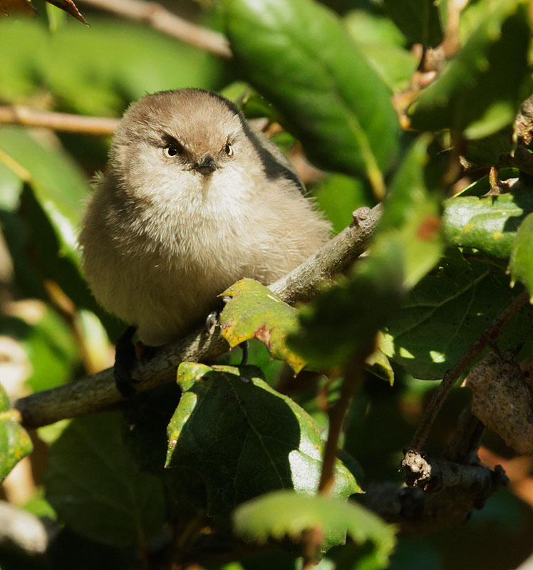 Bushtit, female
