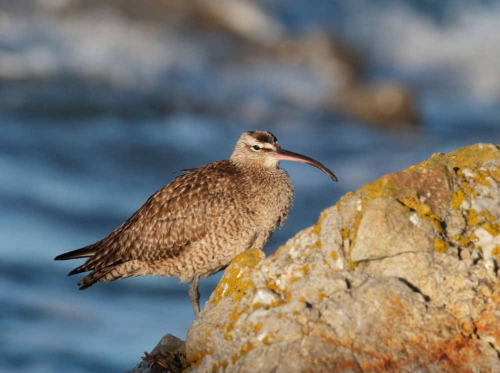 Whimbrel