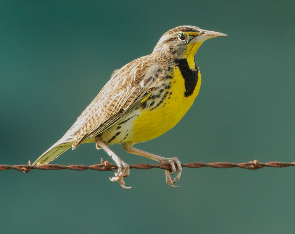 Western Meadowlark