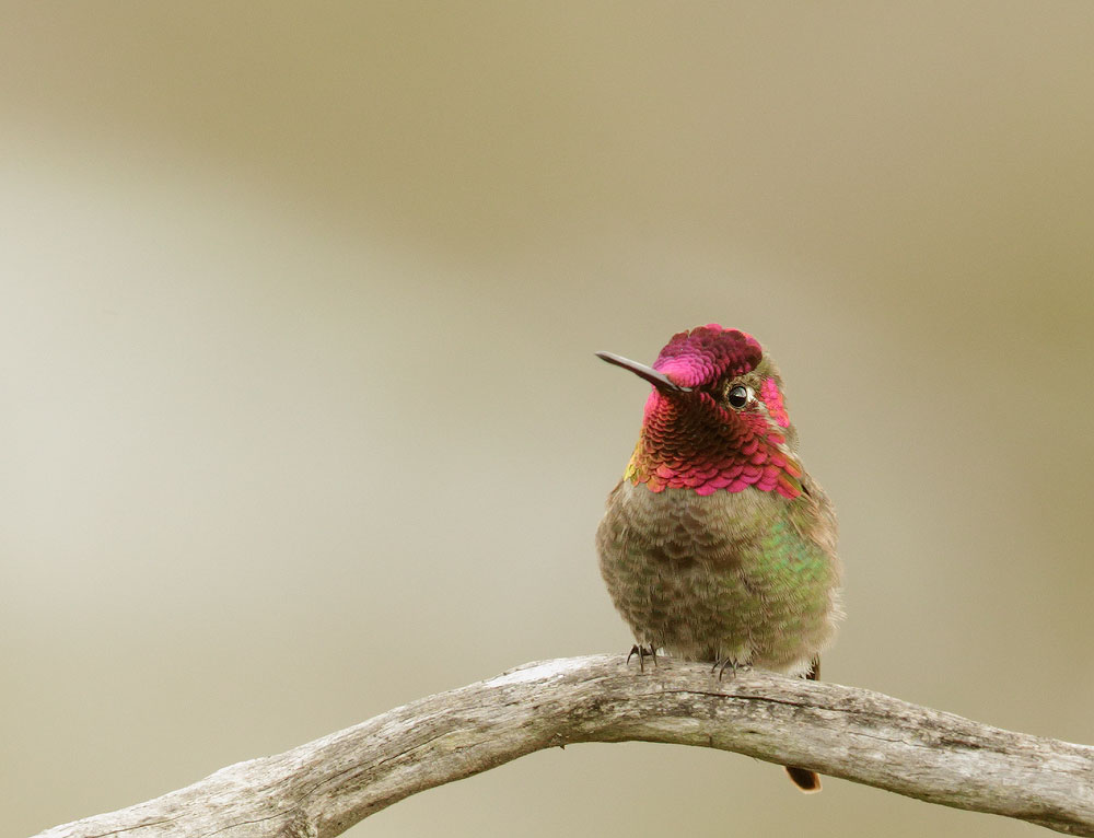 Annas Hummingbird, male