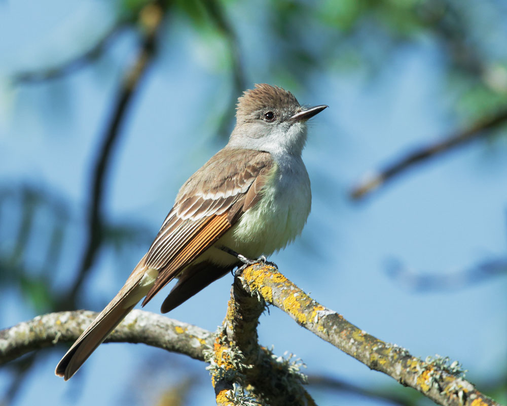 Ash-throated Flycatcher