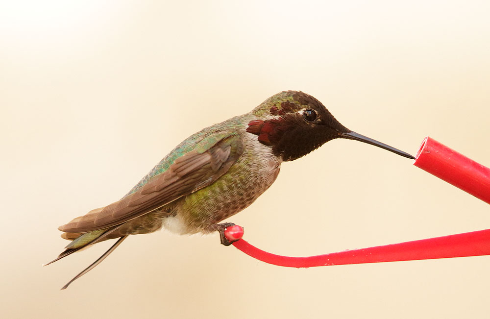 Annas Hummingbird, male