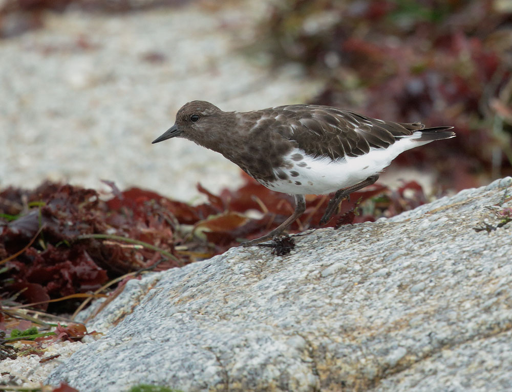 Black Turnstone