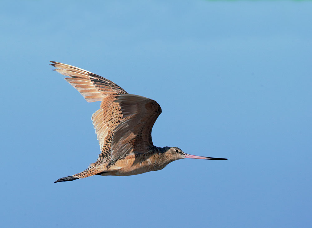 Marbled Godwit, flying