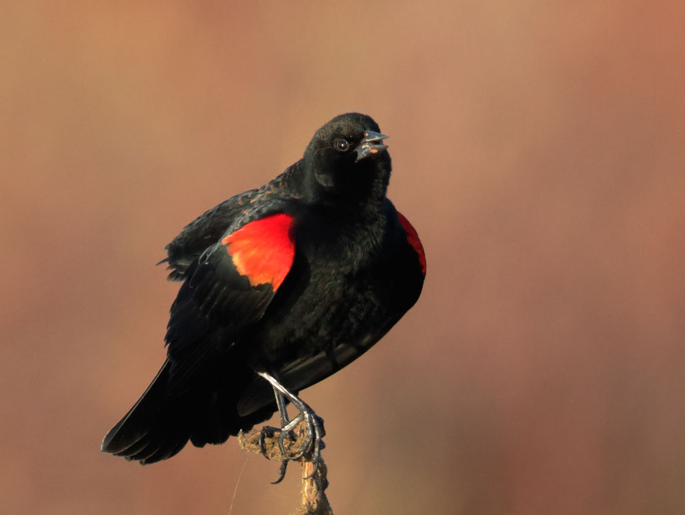Red-winged Blackbird, Bicolored Male