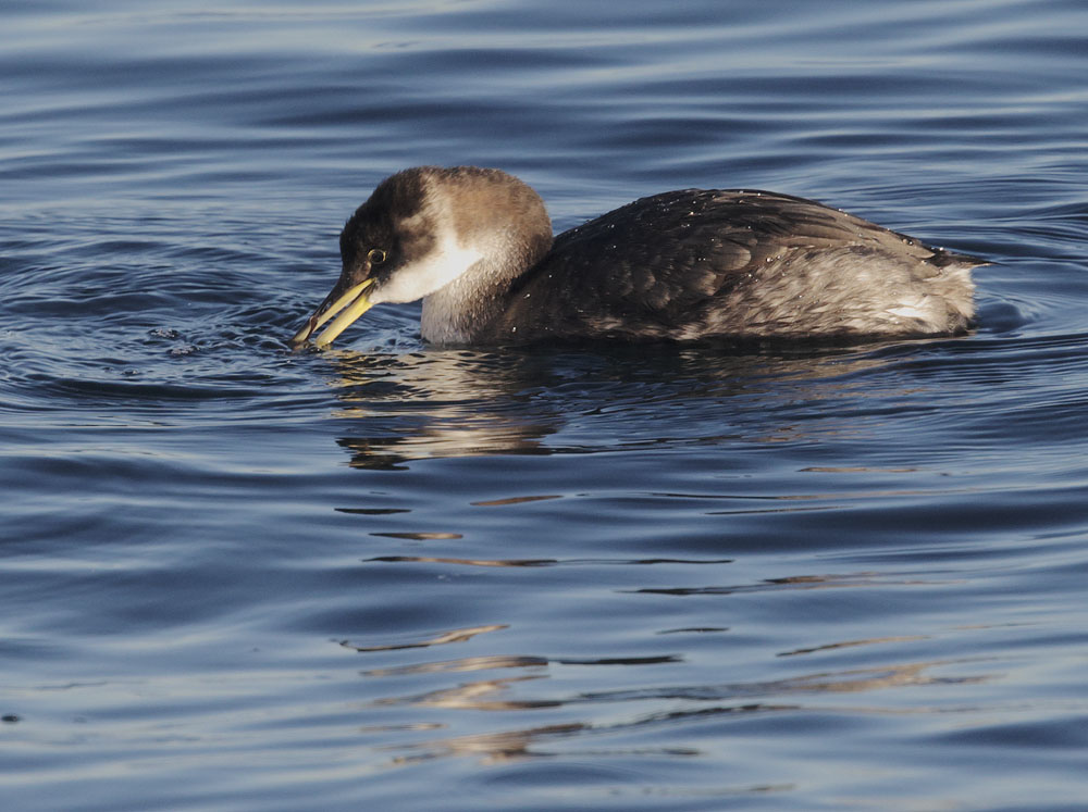 Red-necked Grebe, non-breeding plumage