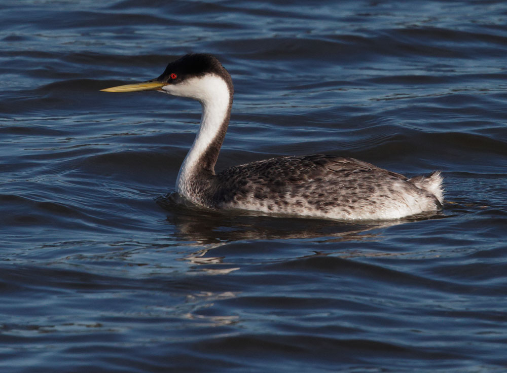 Western Grebe, non-breeding plumage