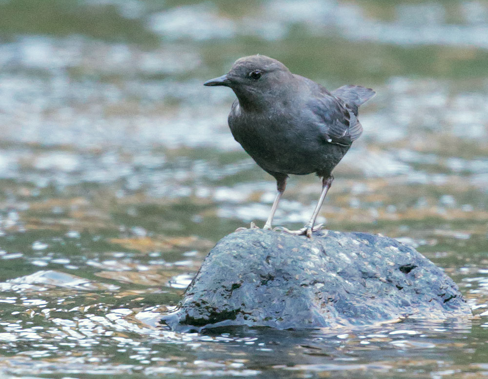 American Dipper