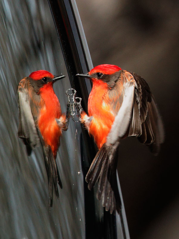 Vermilion Flycatcher, male, fighting own reflection