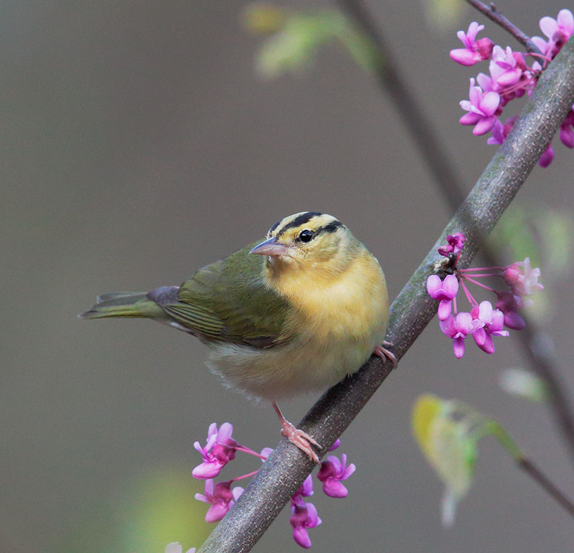 Worm-eating Warbler