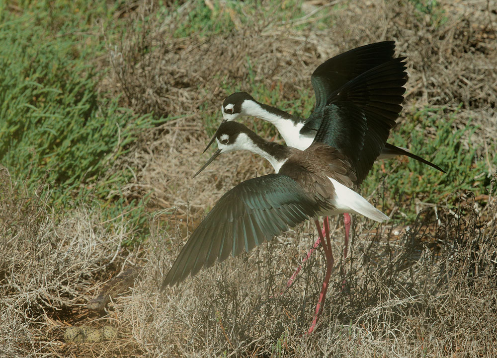 Black-necked Stilts pair, watching snake enter nest