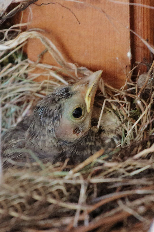 Brown-headed Cowbird nestling, in junco nest