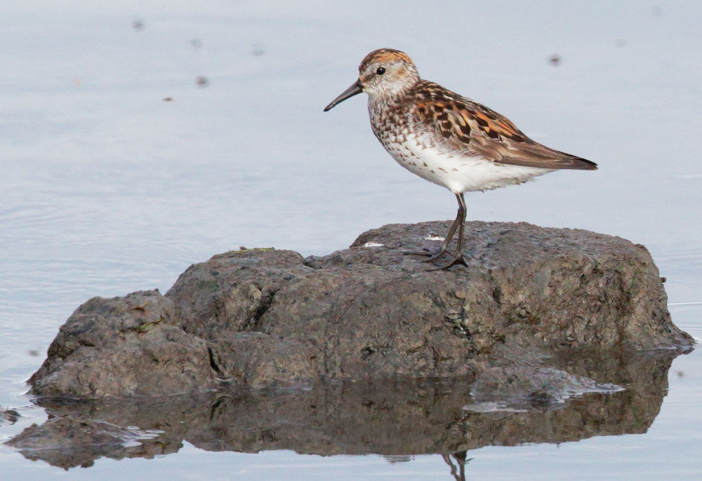 Western Sandpiper, breeding plumage