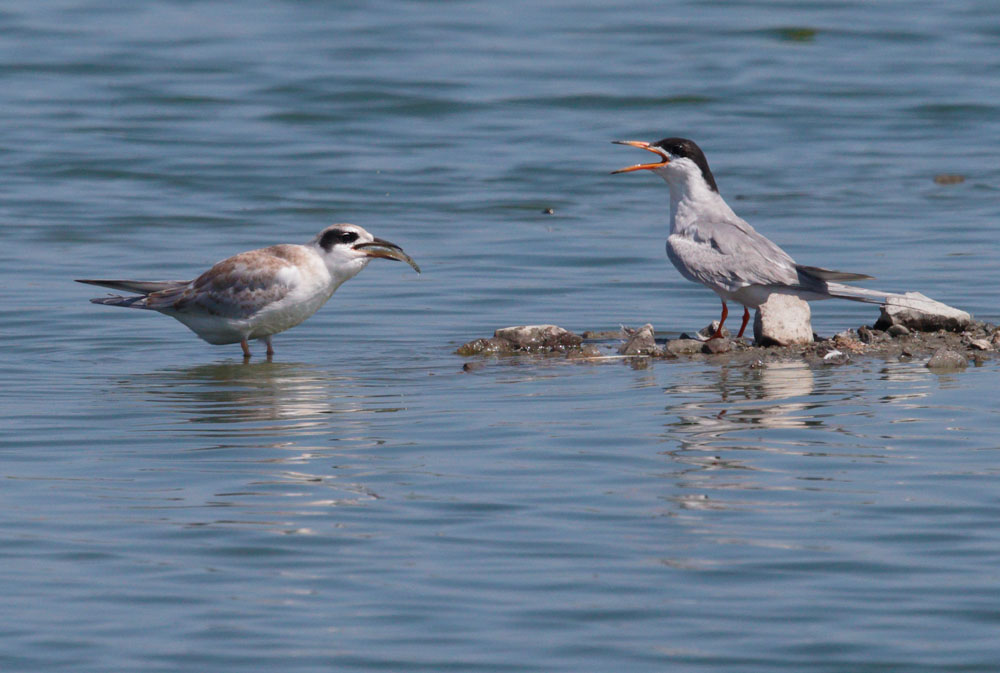 Forsters Terns, adult feeding fledgling