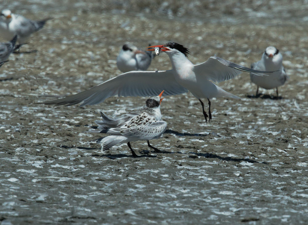 Elegant Terns, adult and juvenile