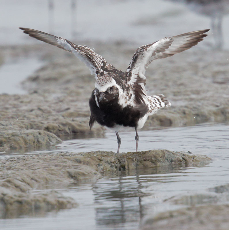 Black-bellied Plover, breeding plumage