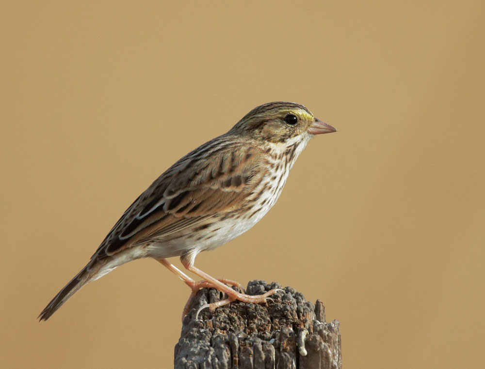 Savannah Sparrow