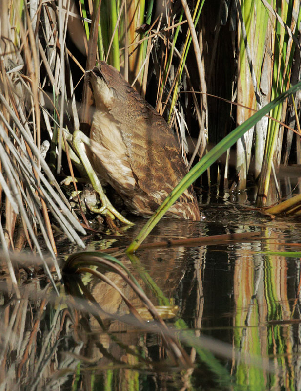 American Bittern, striking