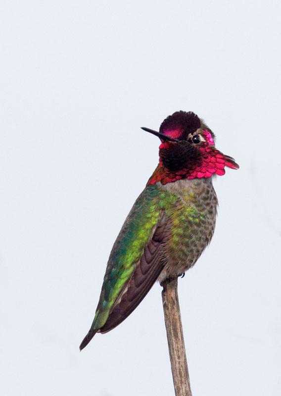 Annas Hummingbird, male
