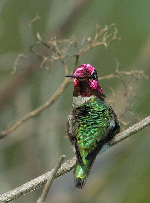 Annas Hummingbird