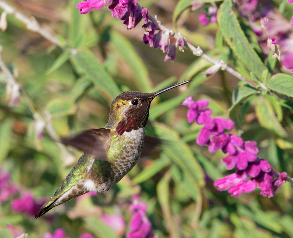 Annas Hummingbird, male feeding