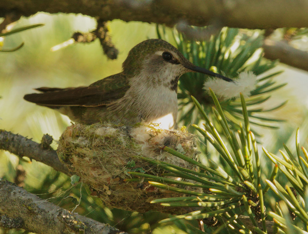 Annas Hummingbird, female