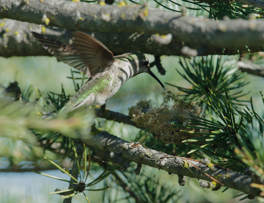 Annas Hummingbird, female
