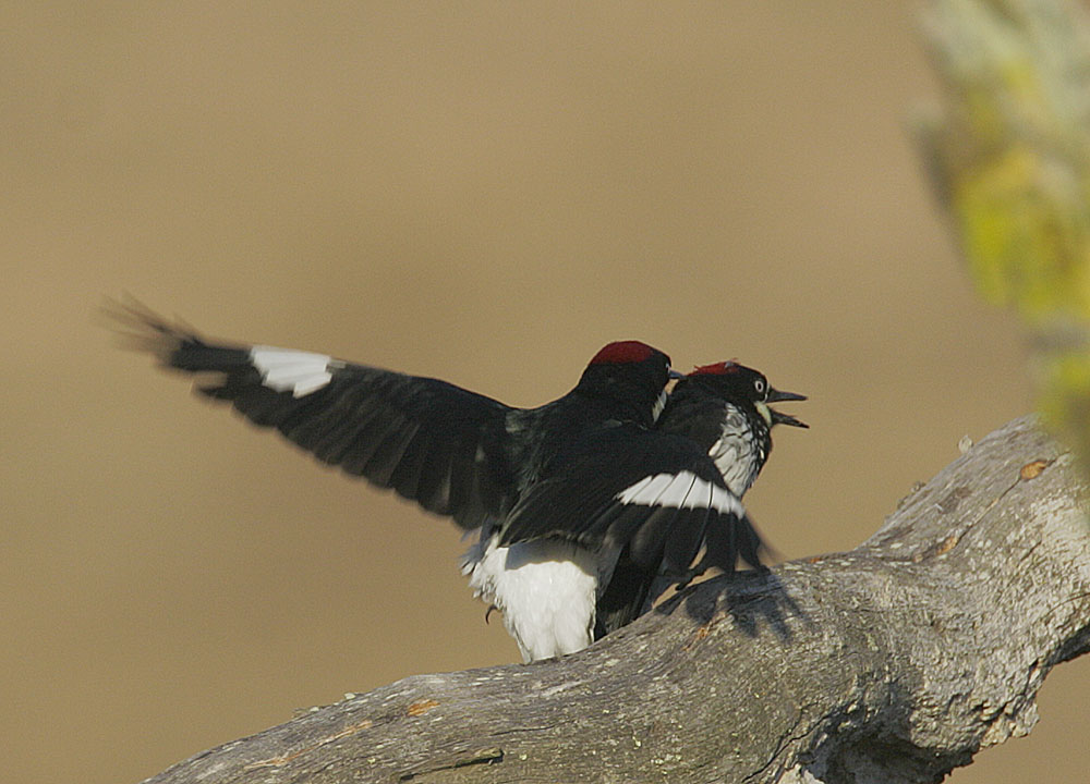 Acorn Woodpeckers, females, Fall interaction 3