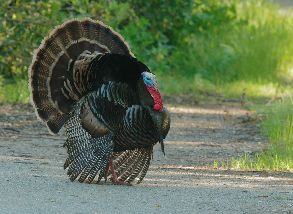 Wild Turkey, male, displaying