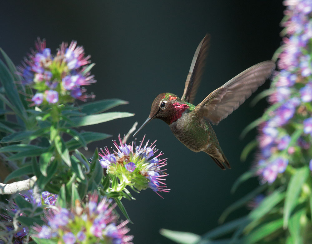 Annas Hummingbird, male, feeding