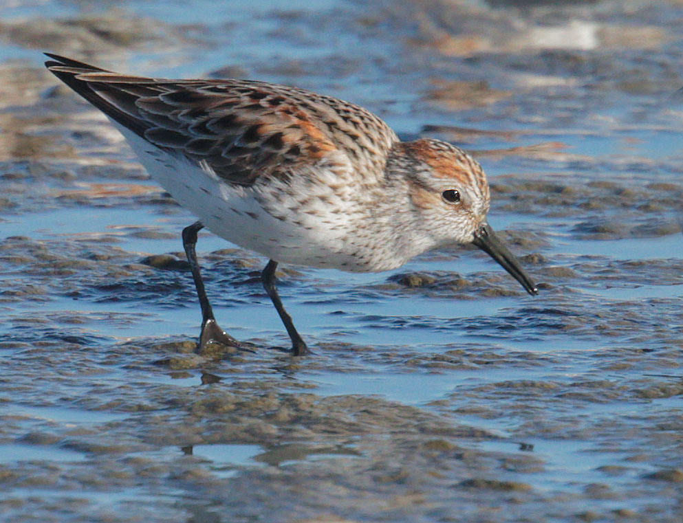 Western Sandpiper, breeding plumage