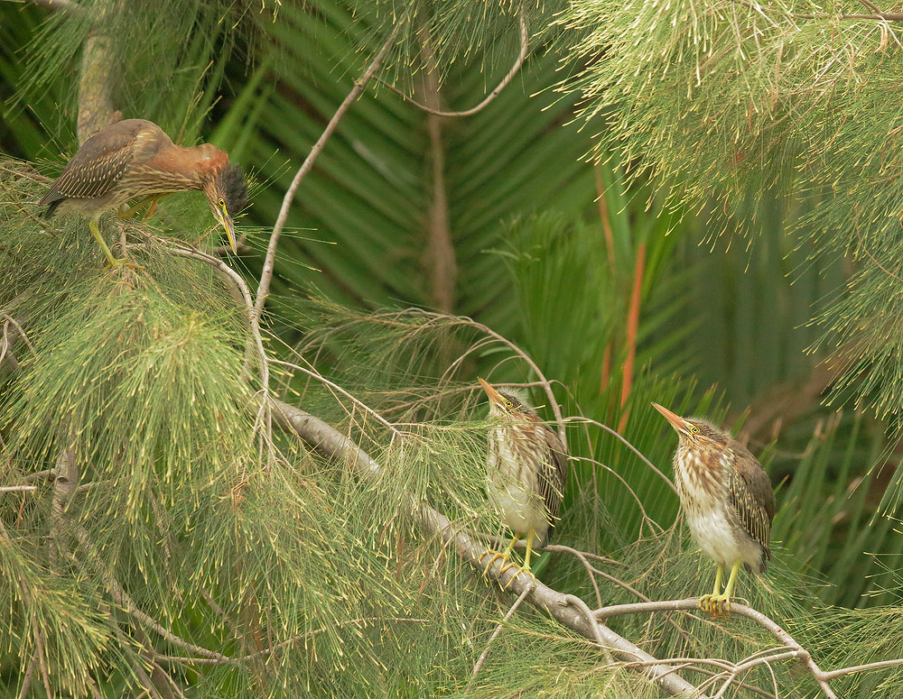 Green Herons, adult (L) and two juveniles