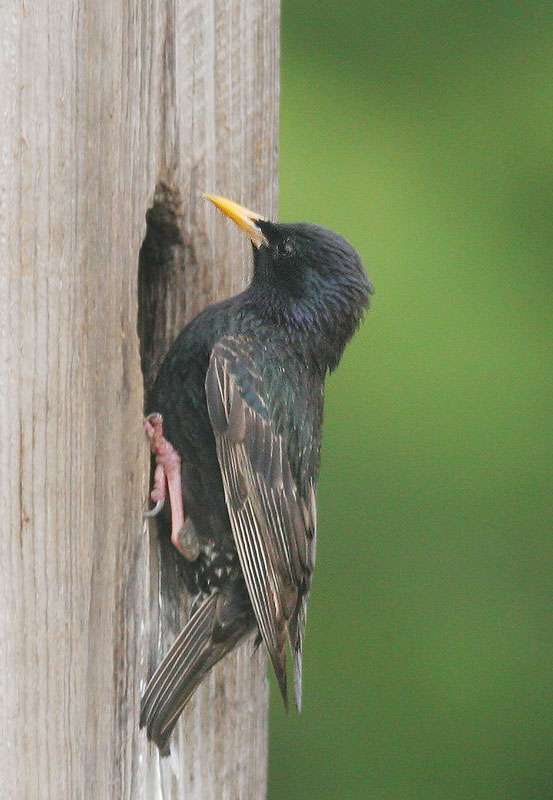 European Starling, at nest