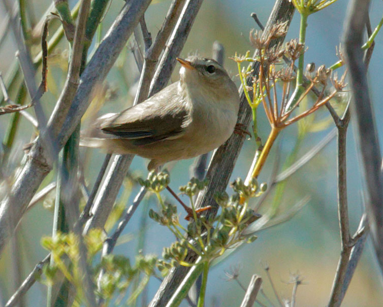 Dusky Warbler