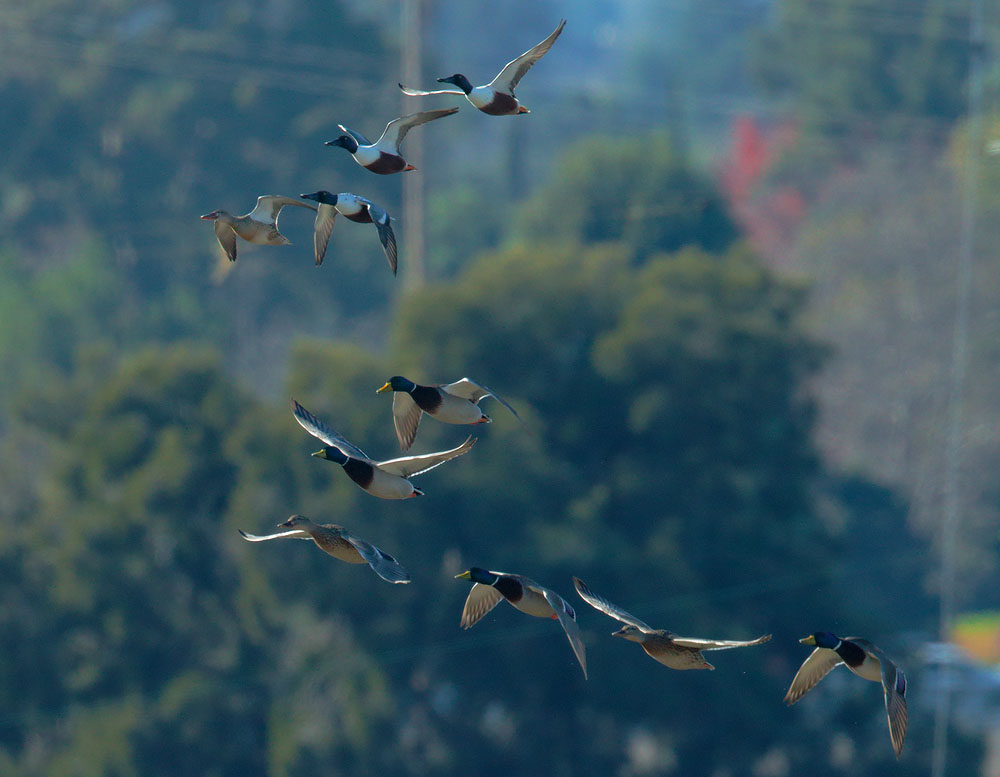 Mallards and Northern Shovelers