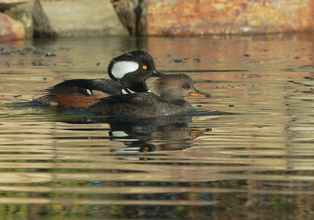 Hooded Mergansers, female and male