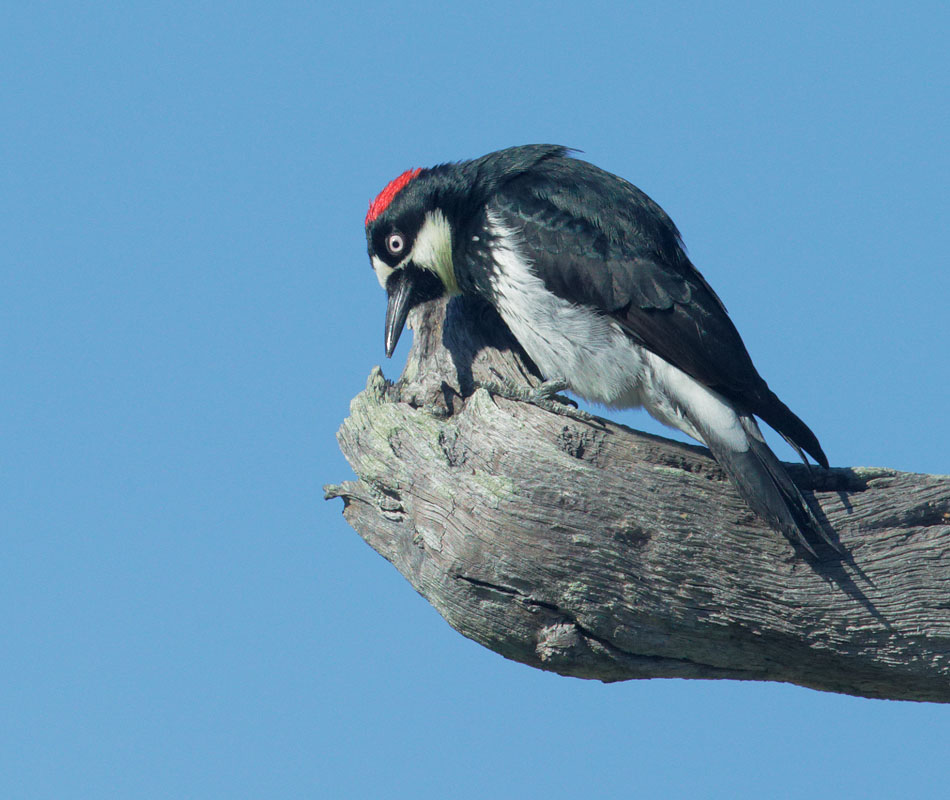 Acorn Woodpecker, female